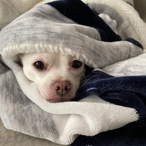 Meet your Posher, Sierra - Picture 1 of 1